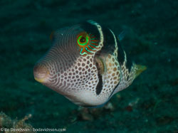 BD-090925-Lembeh-9253861-Paraluteres-prionurus-(Bleeker.-1851)-[False-puffer].jpg